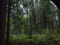 blog_glacier_trail of the cedars-1