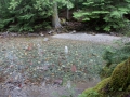 blog_glacier_trail of the cedars-9