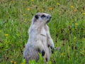 blog_glacier_hidden lake-14