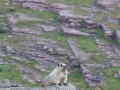 blog_glacier_hidden lake-18