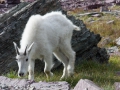 blog_glacier_hidden lake-46