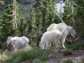 blog_glacier_hidden lake-47
