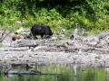blog_glacier_avalanche lake-11