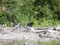 blog_glacier_avalanche lake-14