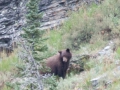 blog_glacier_grinnell lake-25