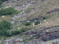 blog_glacier_grinnell lake-28