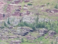 blog_glacier_animals-6