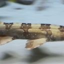 sand shark