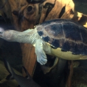 cruising turtle
