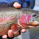 Red Rainbow Trout