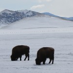 Buffalo on the Range